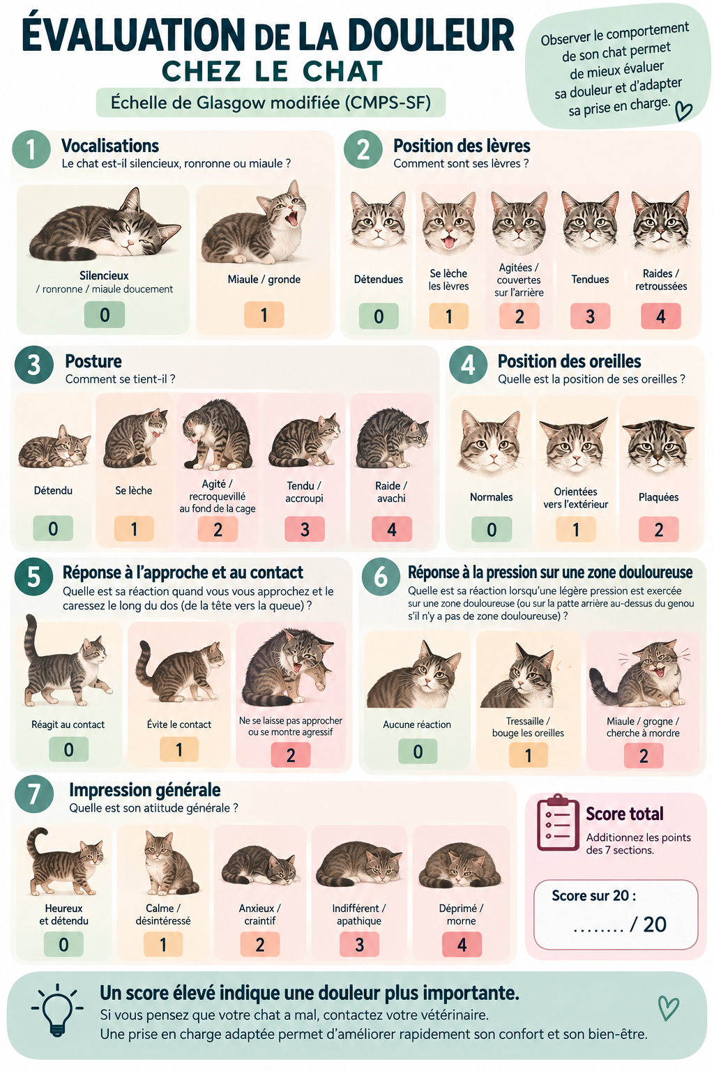 eval douleur chat.png